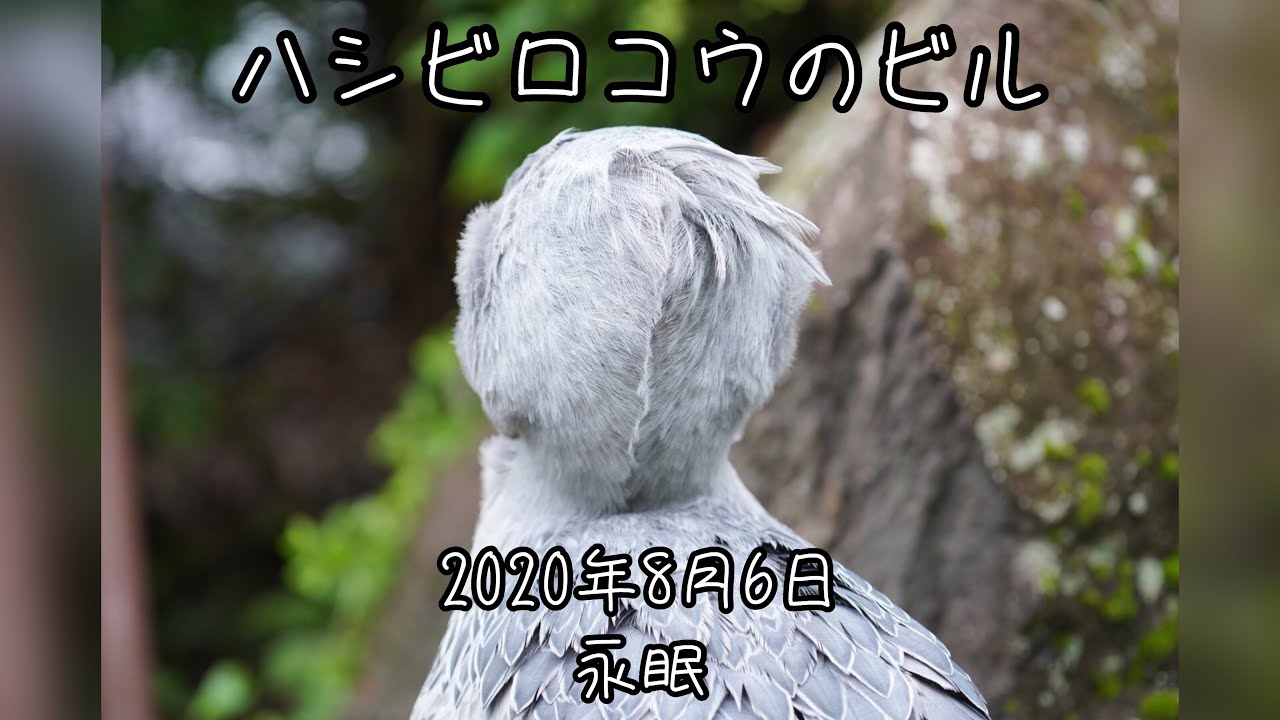 【追悼】世界最長寿 ハシビロコウのビル 永眠する