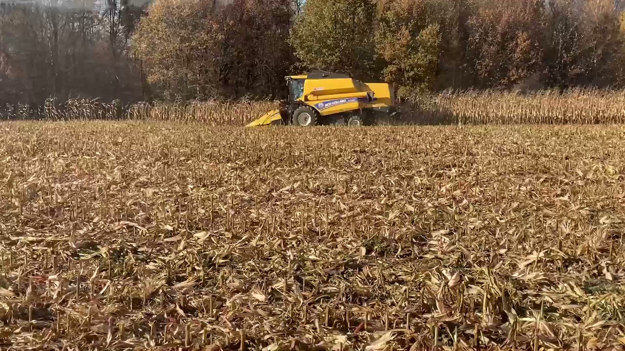Zbiór kukurydzy 2021, New Holland TC5.90, Pronar, Zetor 10145, Tolmet Astat 250