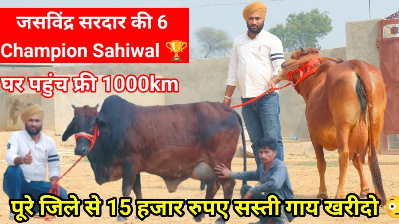 🏆पूरे जिले से 15,000 सस्ती गाय 💫 मात्र 50,000 से दाम शूरू 👍 25 किलो दूध वाली 6 गाय Sahiwal lot 🌟