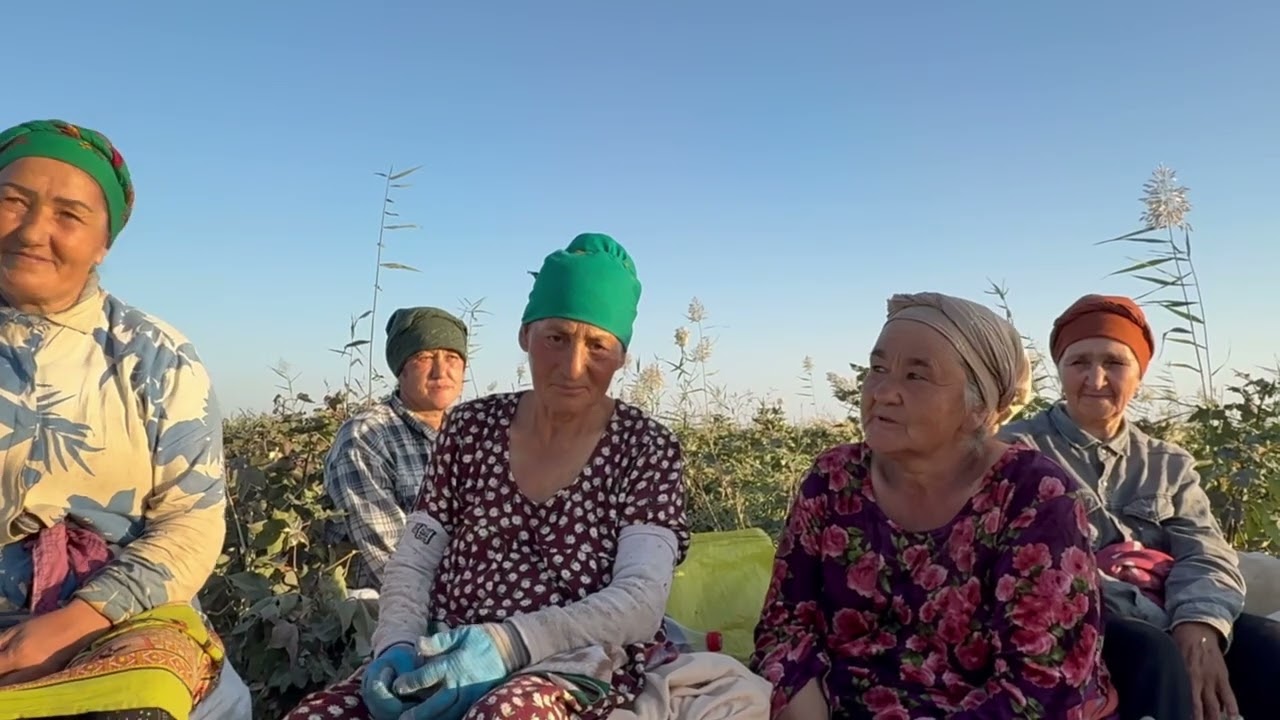 Тақыятас районында  пахта терими қызғын!