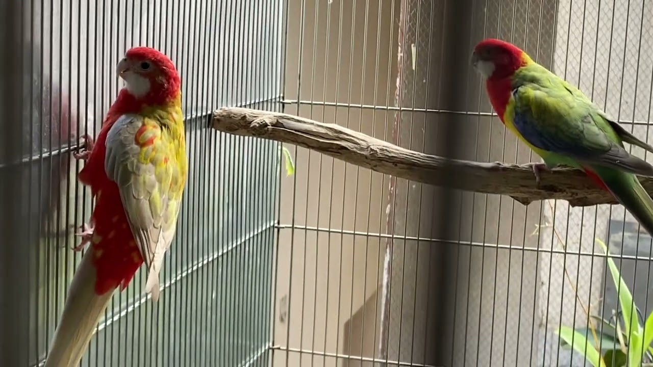Casais de roselas completo do criadouro já com ninhos reprodução 2022