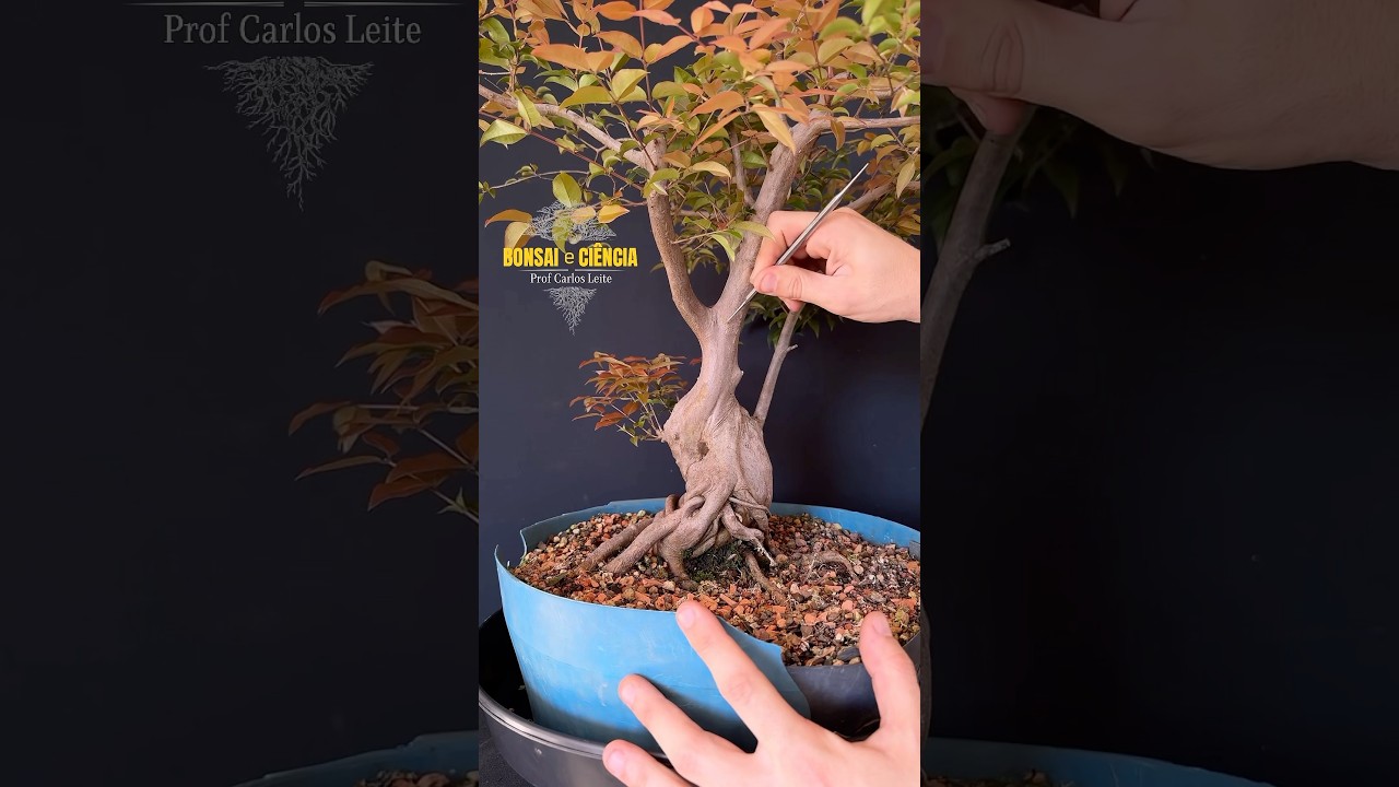 Iniciando a estrutura&ccedil;&atilde;o da linha de tronco deste PR&Eacute;-BONSAI de JABUTICABA Sabar&aacute;! #bonsai #plantas