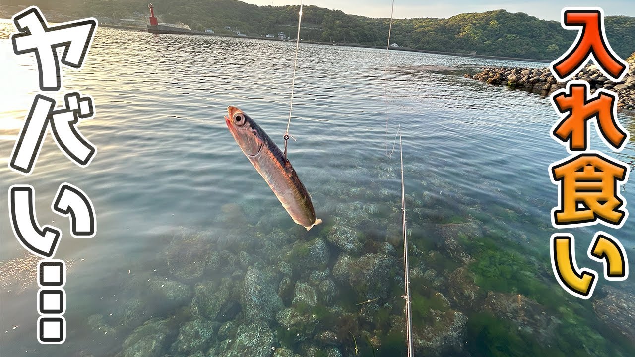 生きたイワシを海に放り投げるとヤバ過ぎる…