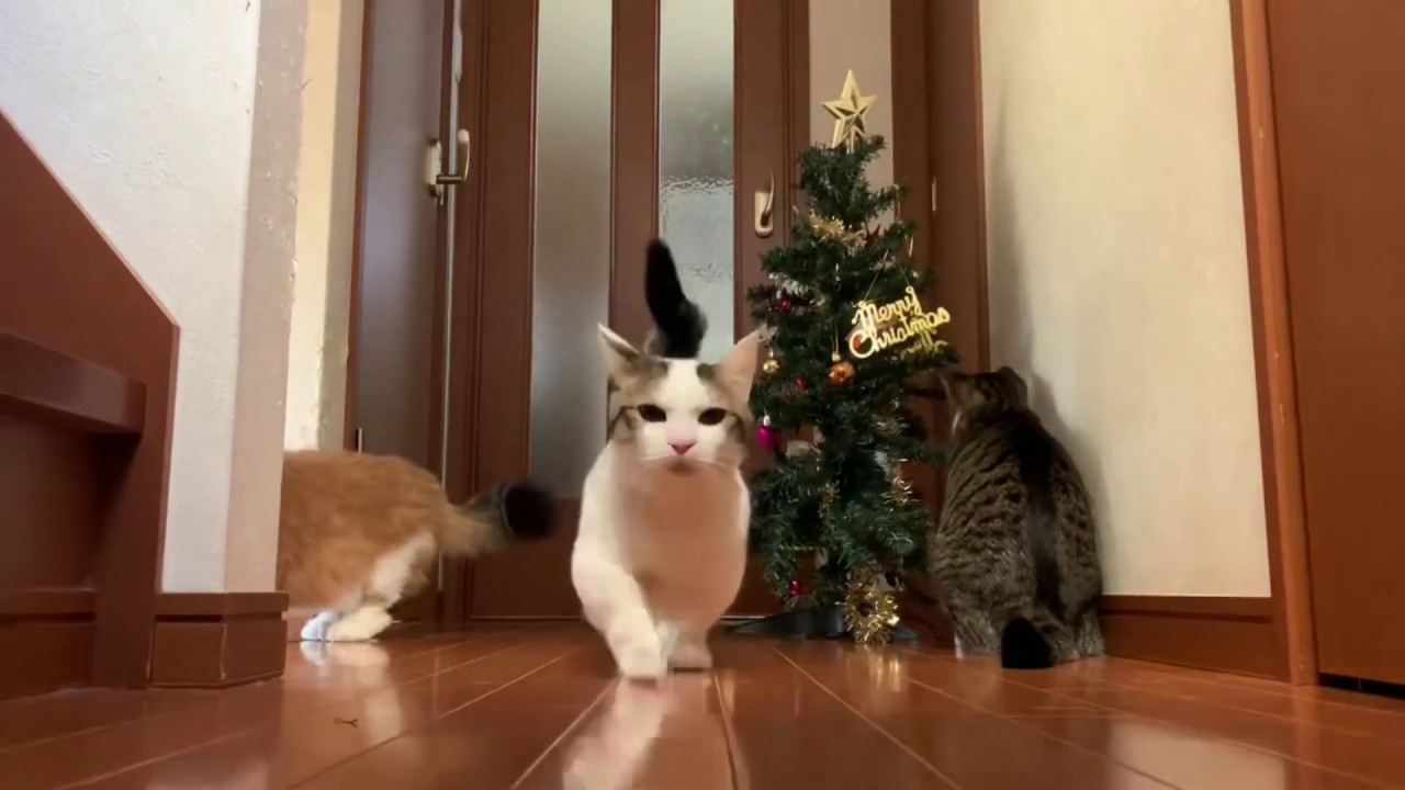 そこまでしなくてもいいんじゃないと思う猫