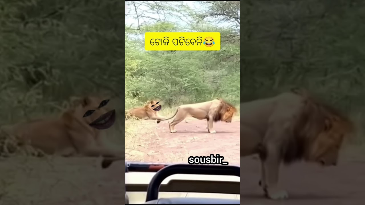 ଟୋକି.. ପଟିବେନି.. ଭାଇ... 😂😂😂