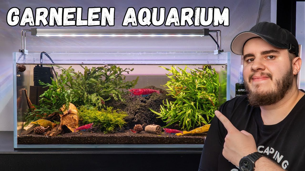 Ich richte ein Garnelen-Zuchtaquarium ein! 🦐 Mit Tipps von @ShrimpPuddle