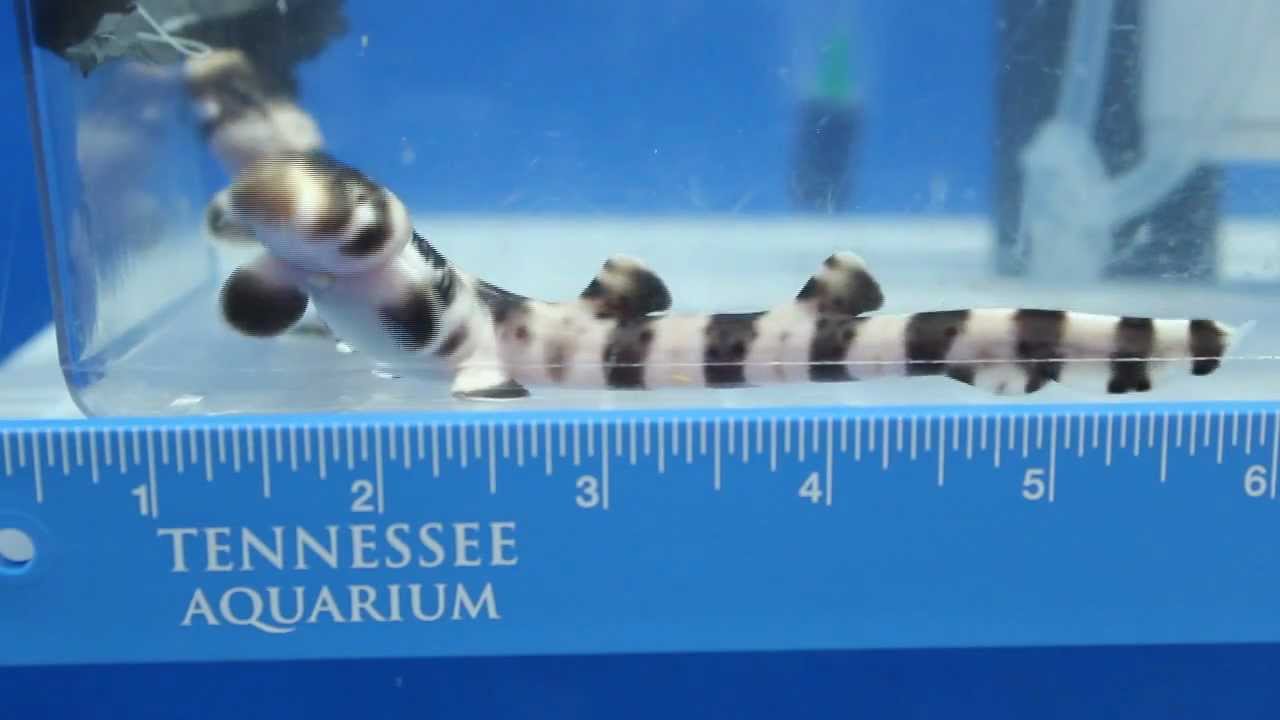 Baby Epaulette Sharks at the Tennessee Aquarum