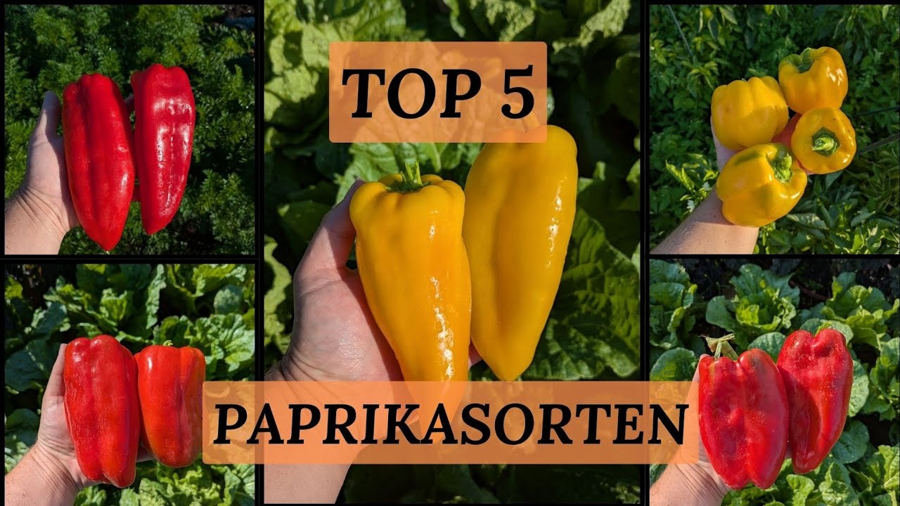 Top 5 Paprika Sorten