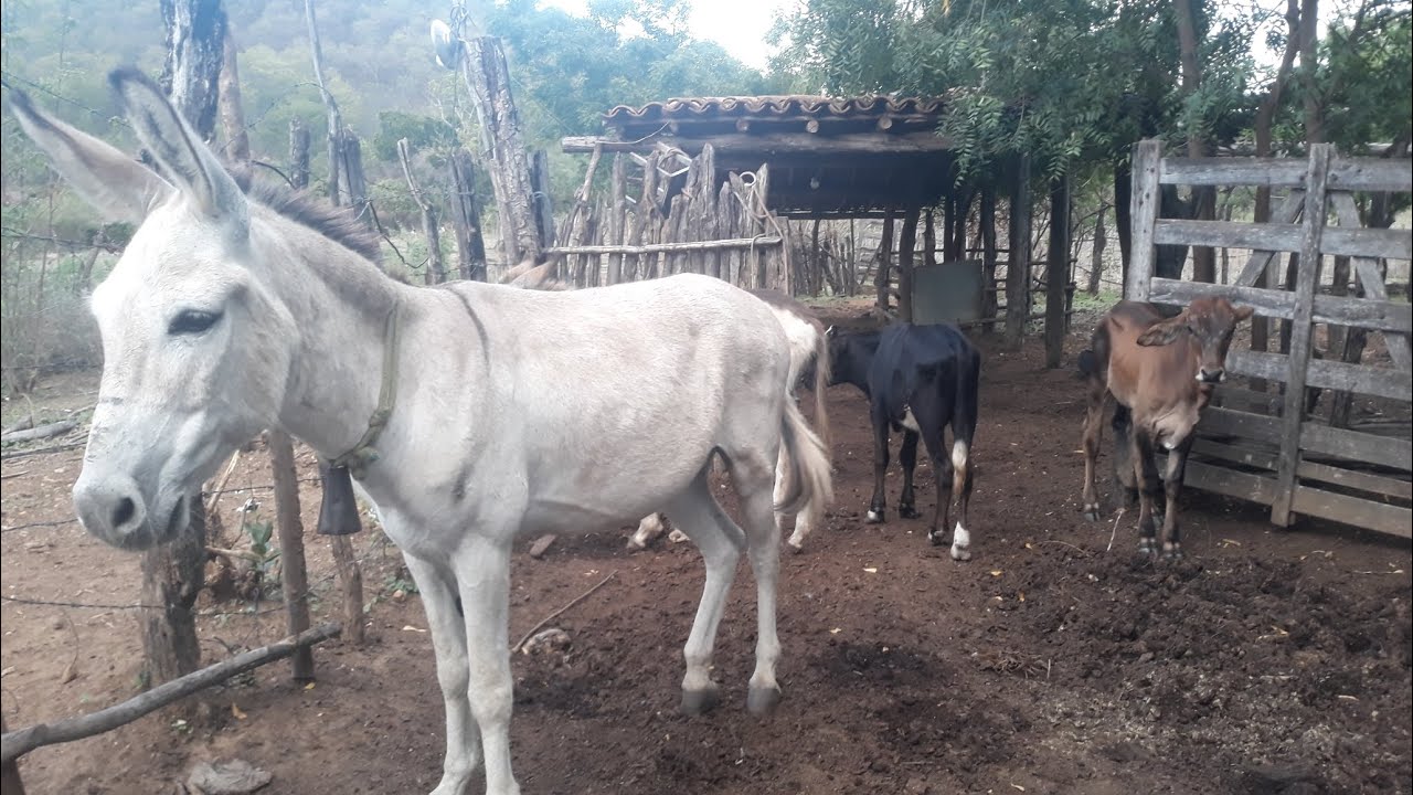 Os bezerros do meu vô e da minha vó 