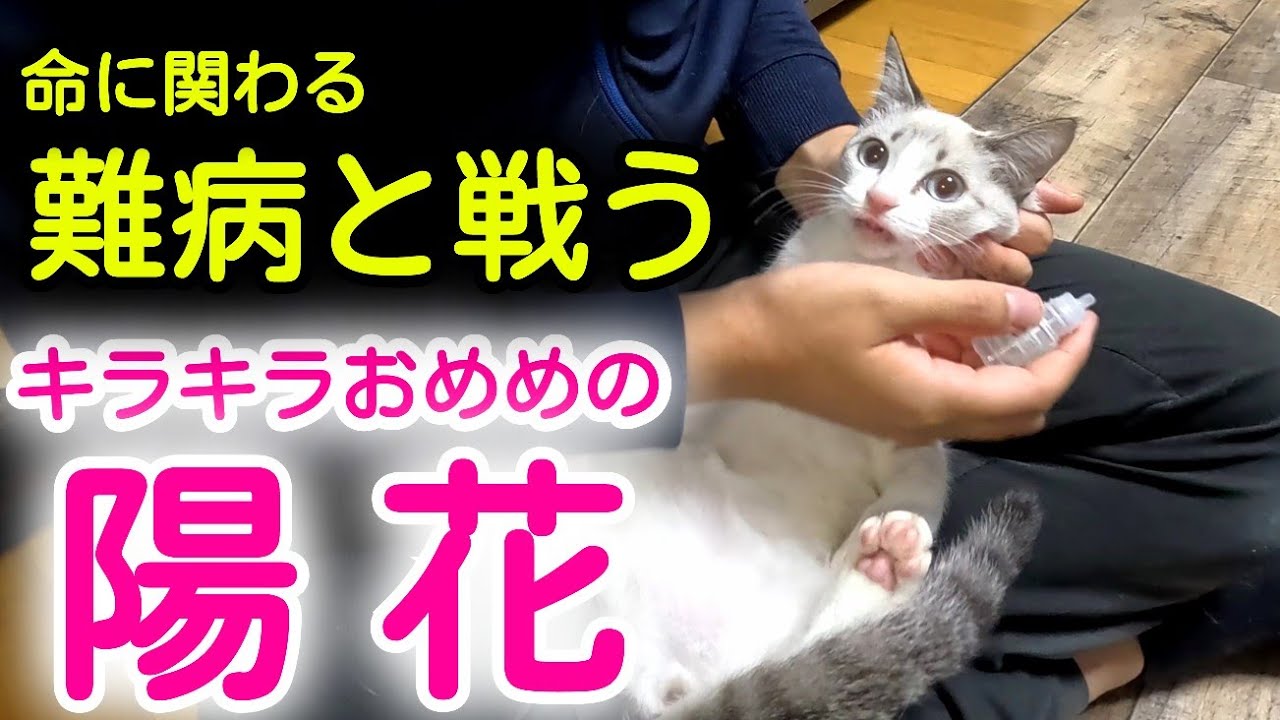 【FIP治療#2】可愛い子猫陽花ちゃん。命に関わる病気FIPと戦っています！