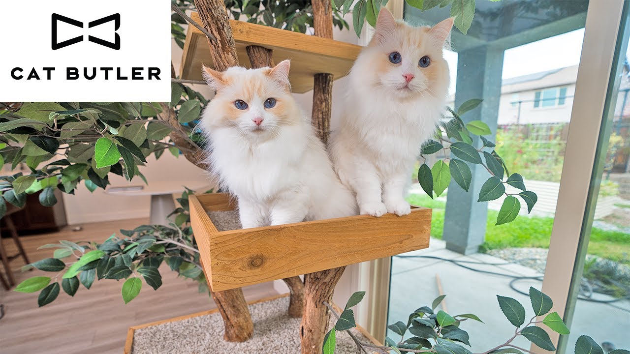 День из жизни: создание бренда для кошек с моими кошками породы рэгдолл | The Cat Butler