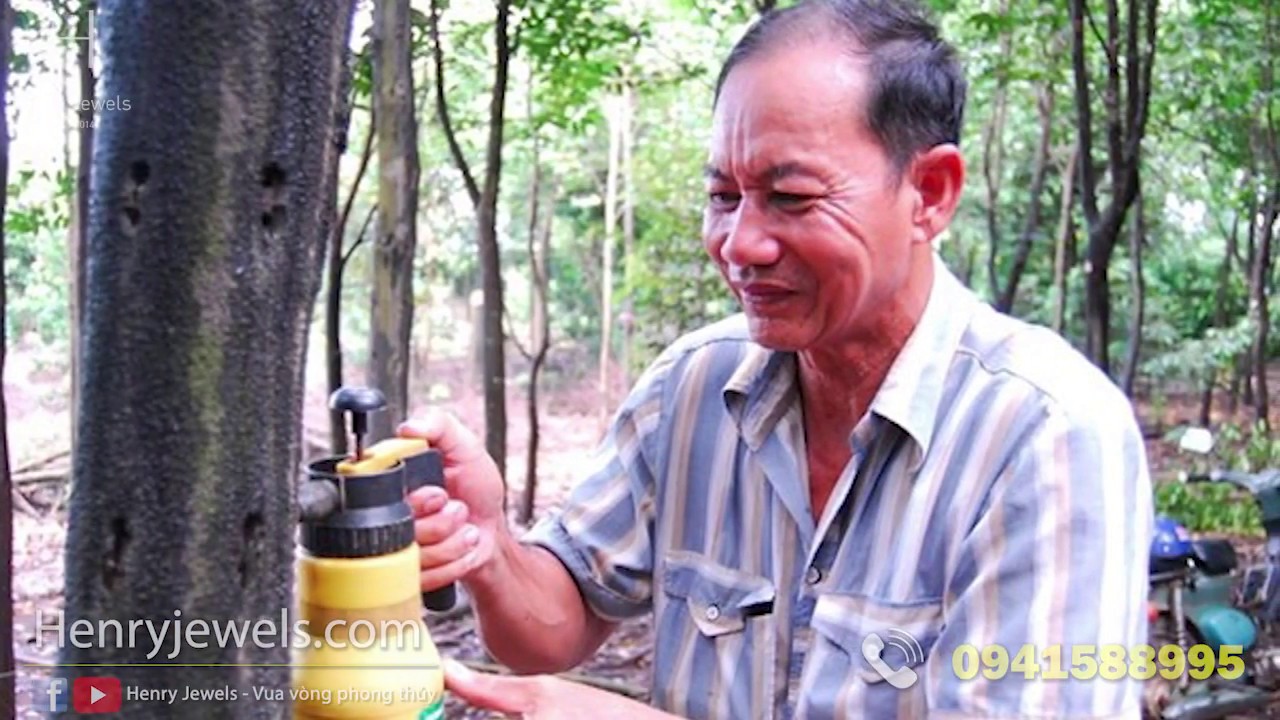 Trầm Hương được sinh ra thế nào? có thể tạo ra Trầm Hương được hay không?
