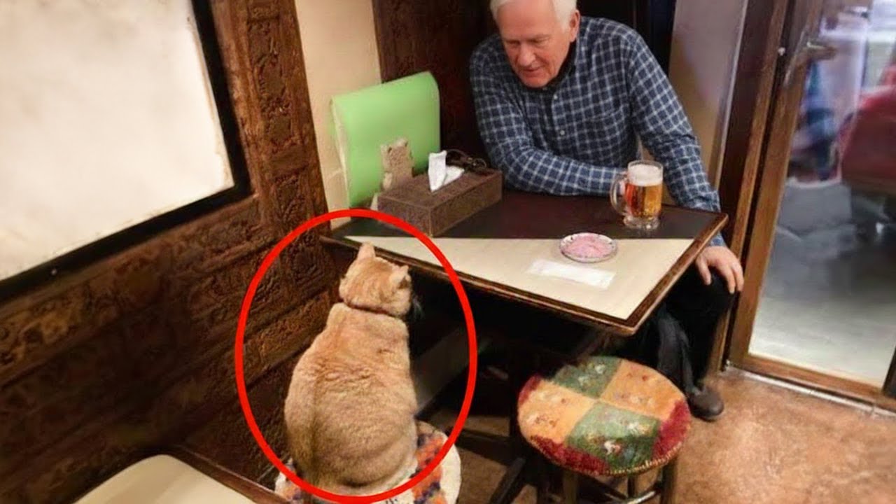 Я хотел кота-комика, но Бог дал мне маленького человечка!😲😂