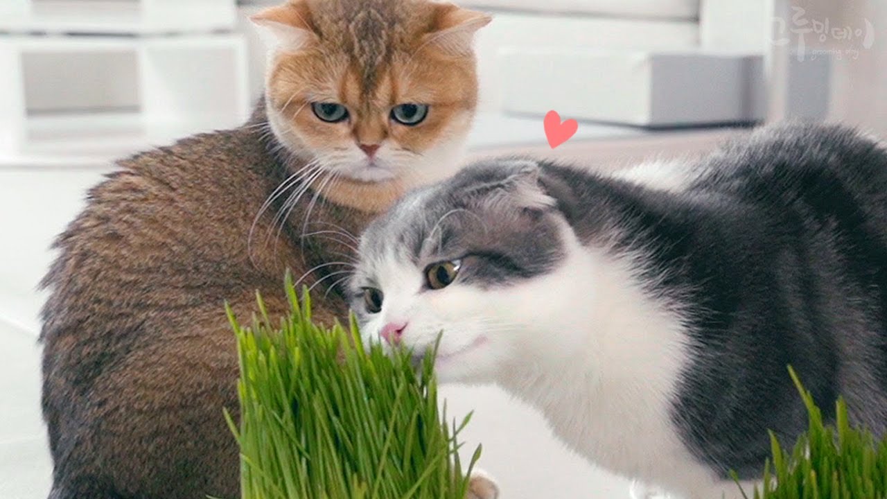 고양이 풀 뜯어먹는 소리 귀엽당
