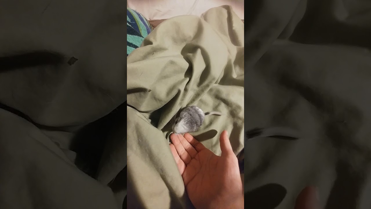 Cute Baby Chinchilla Noises