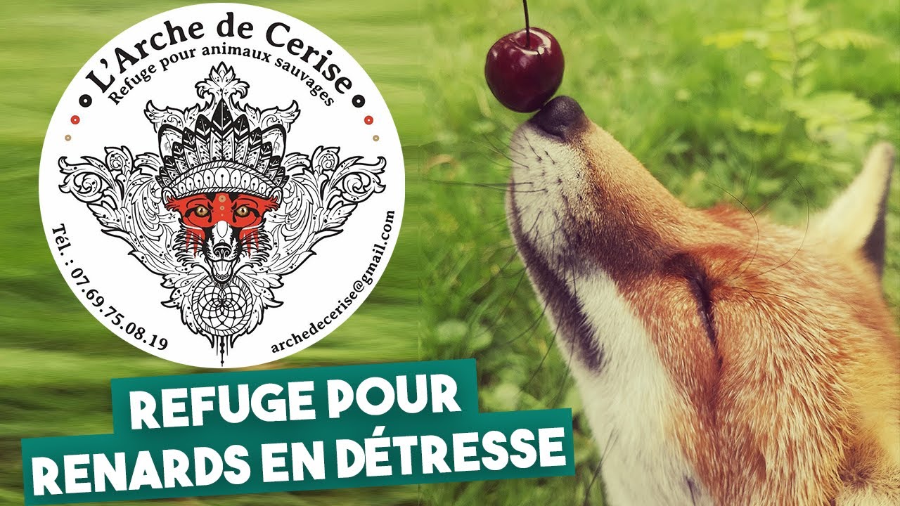 L' Arche de Cerise : refuge pour renards en détresse