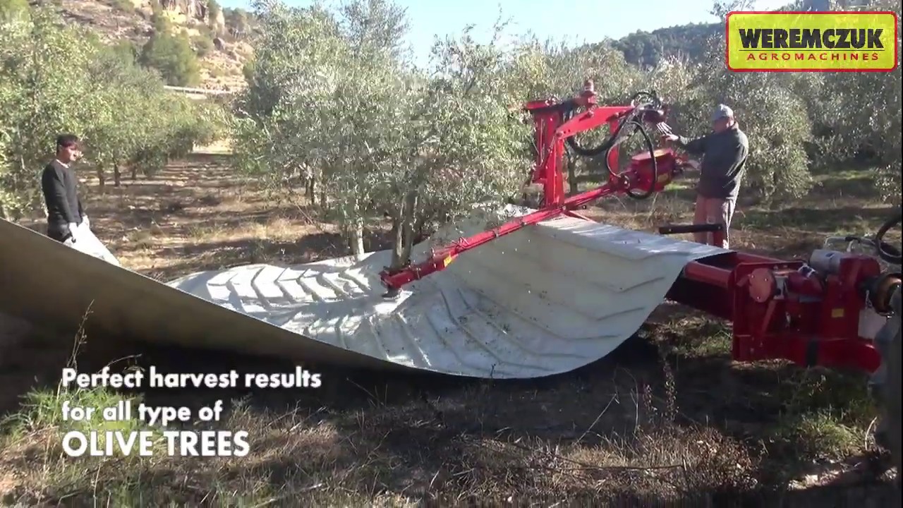 Olives harvesting by tree shaker | Shaking & cleaning machine MAJA