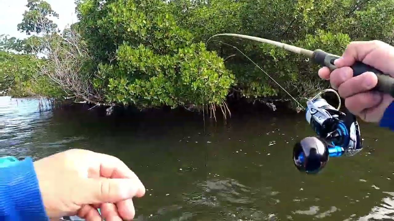 Found them Hiding deep inside the Mangroves! #Sheepsheadfishing 12/30/25