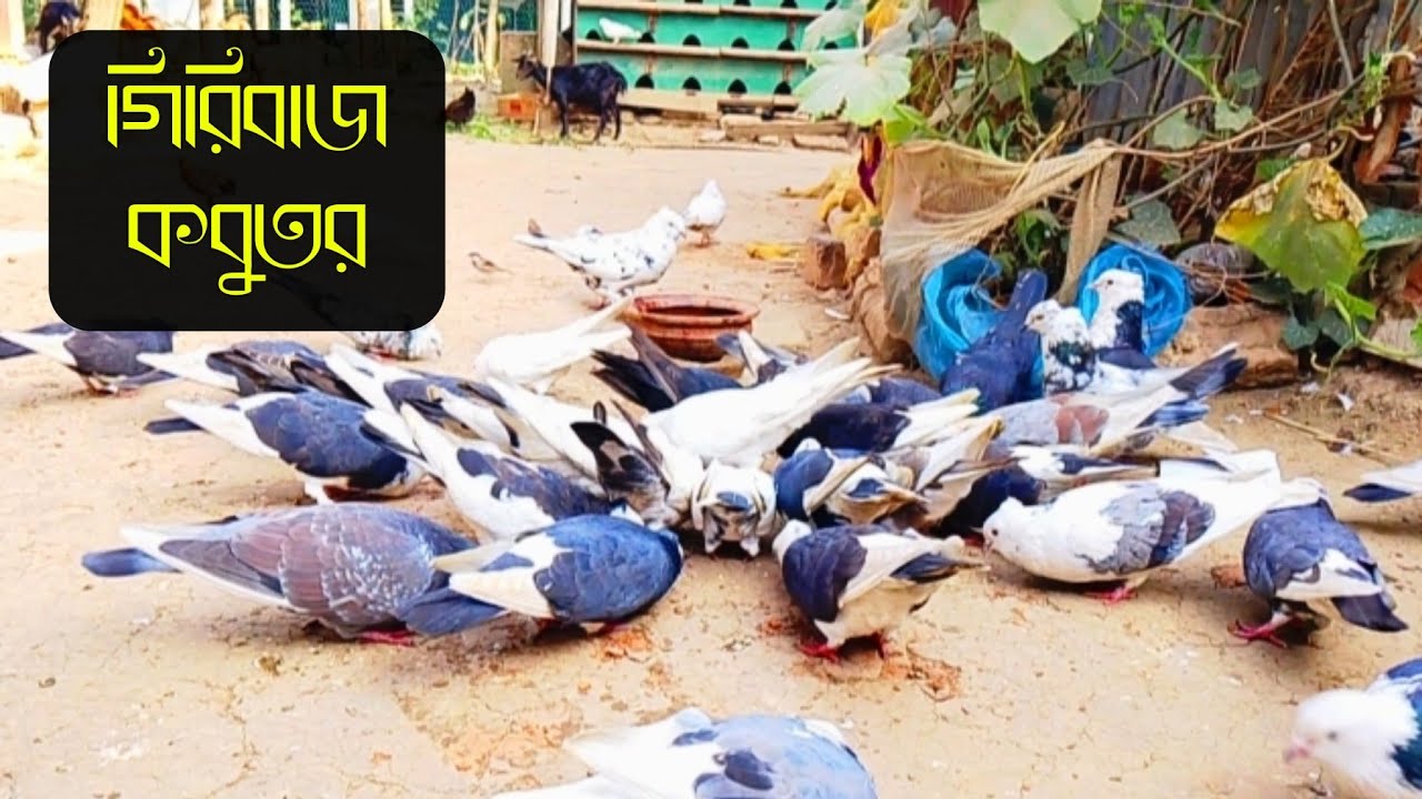 গিরিবাজ কবুতর | দেশি গিরিবাজ কবুতর,amazing pigeons video | beautiful pigeons video,pigeons video 