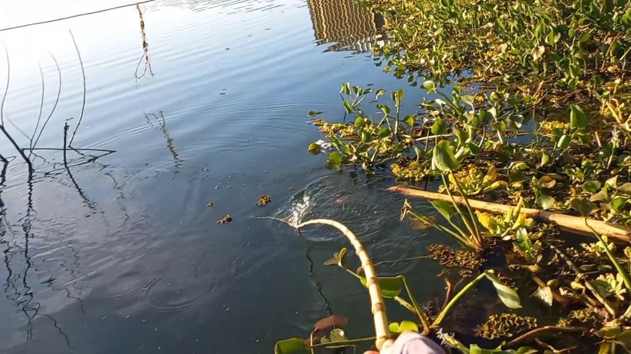 Pescaria caipira usando minhoca no Rio turvo não dava tempo da isca descer 