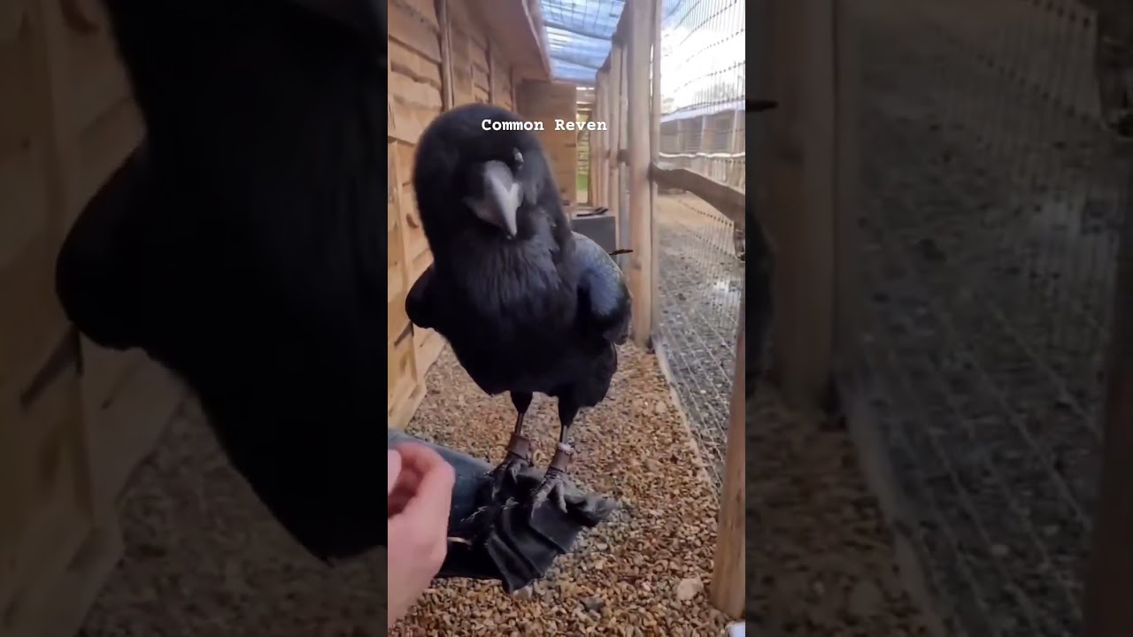 . "Creepy Sounds of the Common Raven | World’s Smartest Bird"