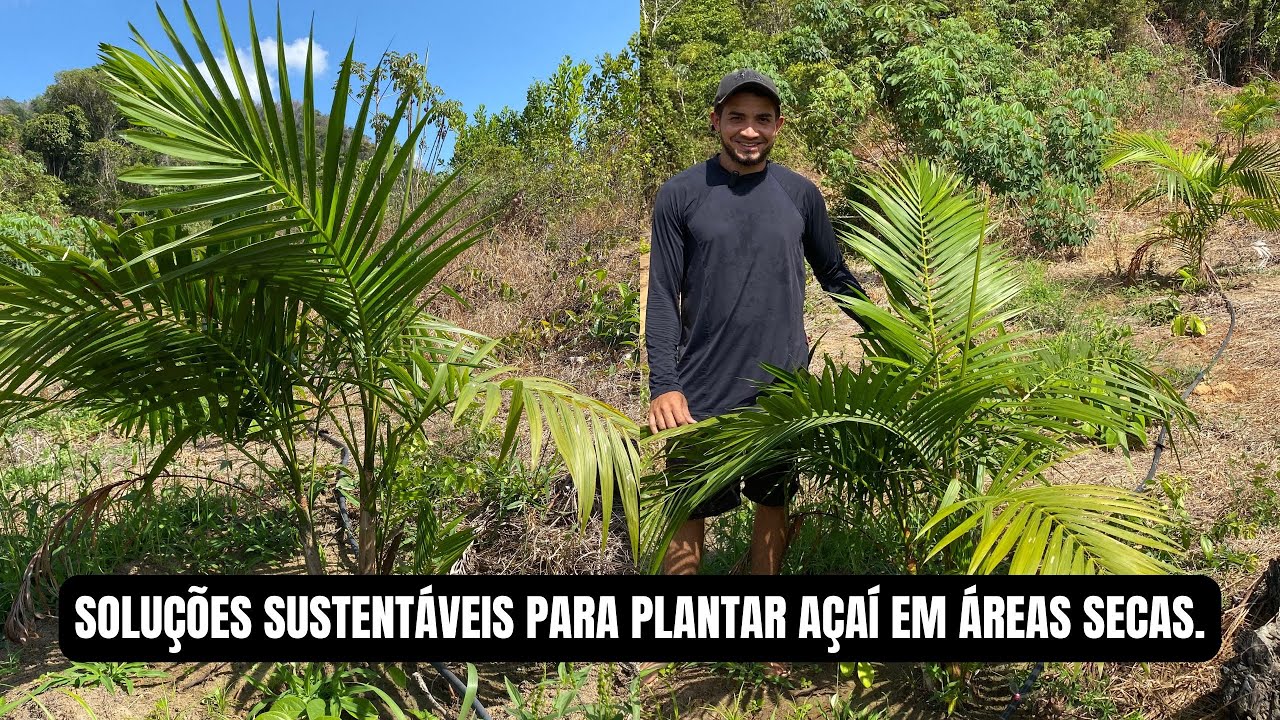 COMO PLANTAR E CULTIVAR AÇAÍ EM SOLOS SECOS!.