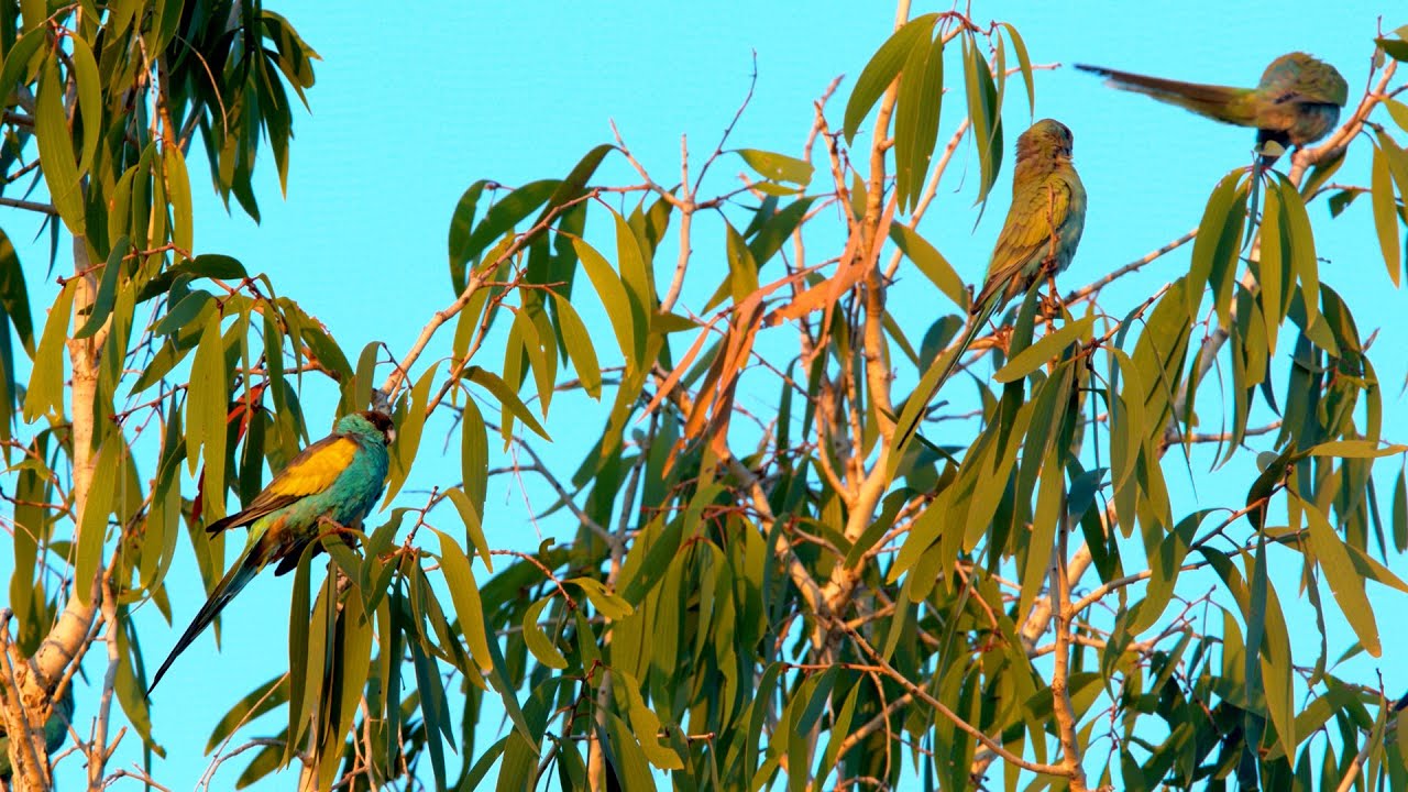 Rare Hooded Parrots in Pine Creek Australia in 4K