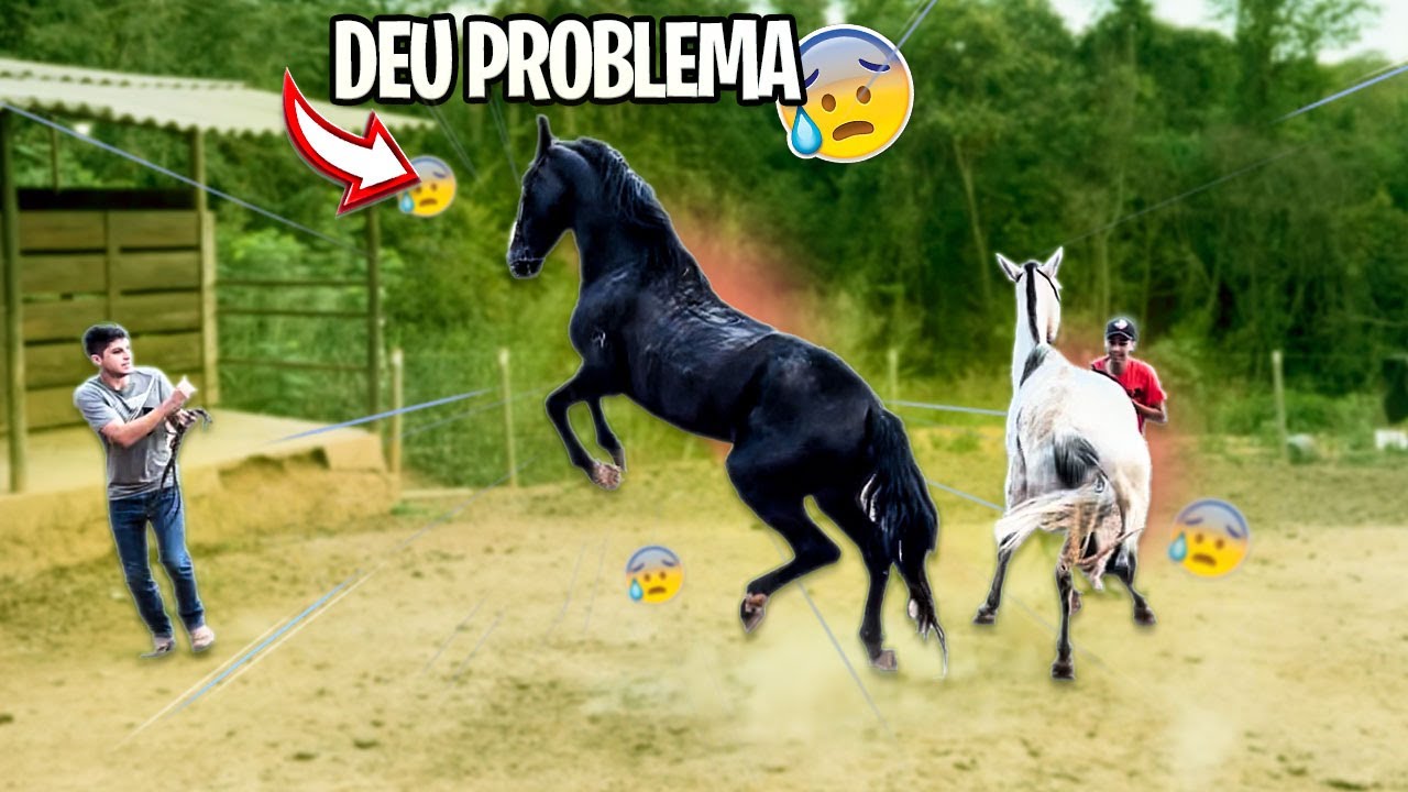 COLOQUEI minha ÉGUA JUNTO com os  MEUS GARANHÕES !