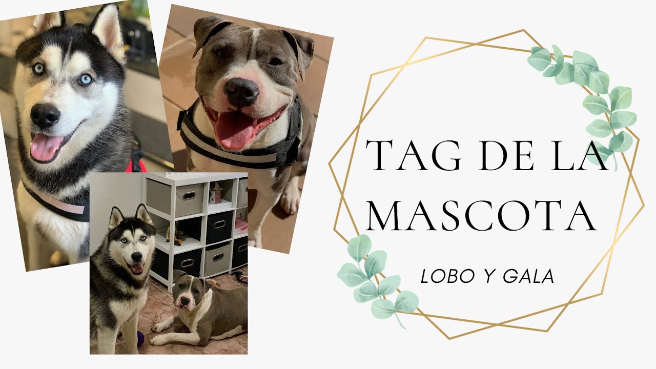¿ CÓMO ES MI HUSKY SIBERIANO ?🙄 TAG DE LA MASCOTA 🐾❤️