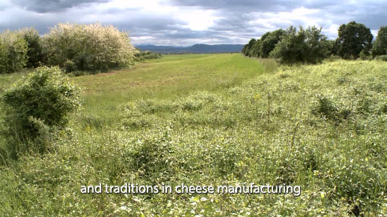 SHEEPKA 99 | Kashkaval Cheese | Bulgarian Traditional Cheese | Processed Cheese | Feta Cheese