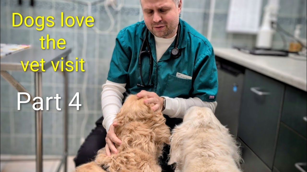 Dogs go to the vet. Part 4. Vaccination. Blood tests.