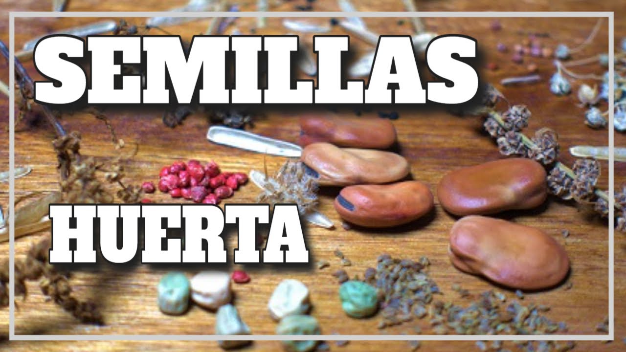 ✔️ANÁLISIS completo de las semillas en la HUERTA - Las VEMOS de OTRA FORMA  👉 desde la BOTÁNICA