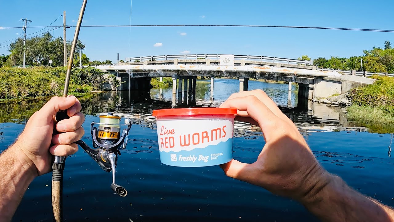 What Happens When You Throw Worms in a Florida Canal???