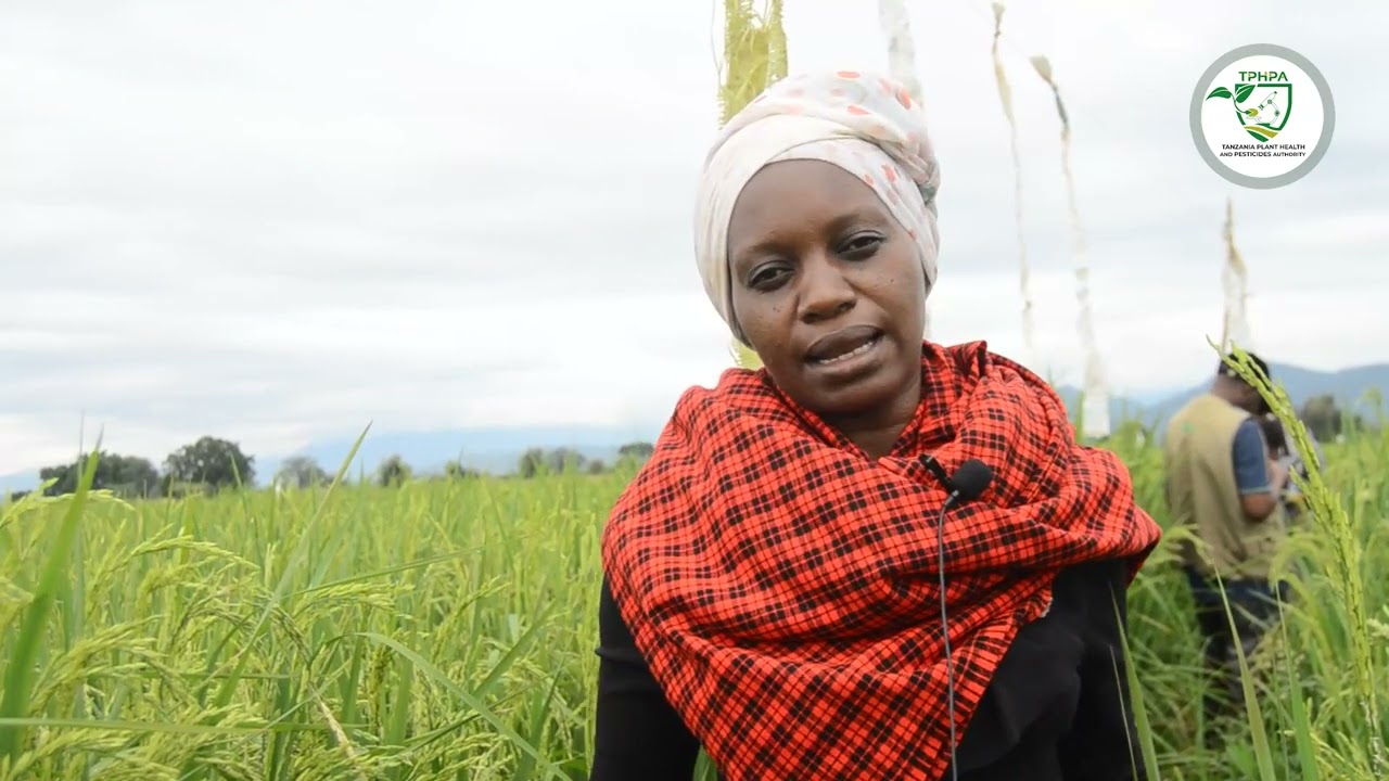 TPHPA YAOKOA ZAIDI YA EKARI ELFU MBILI ZA MPUNGA NA ALIZETI WILAYANI BABATI