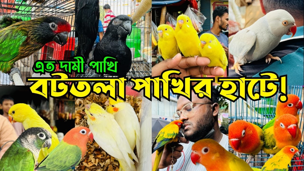 এত দা'মী পাখি বটতলা পাখির হাটে আগে দেখিনি ! Bottola Pakhir Hat | Mirpur 13 Pakhir Hat #birds