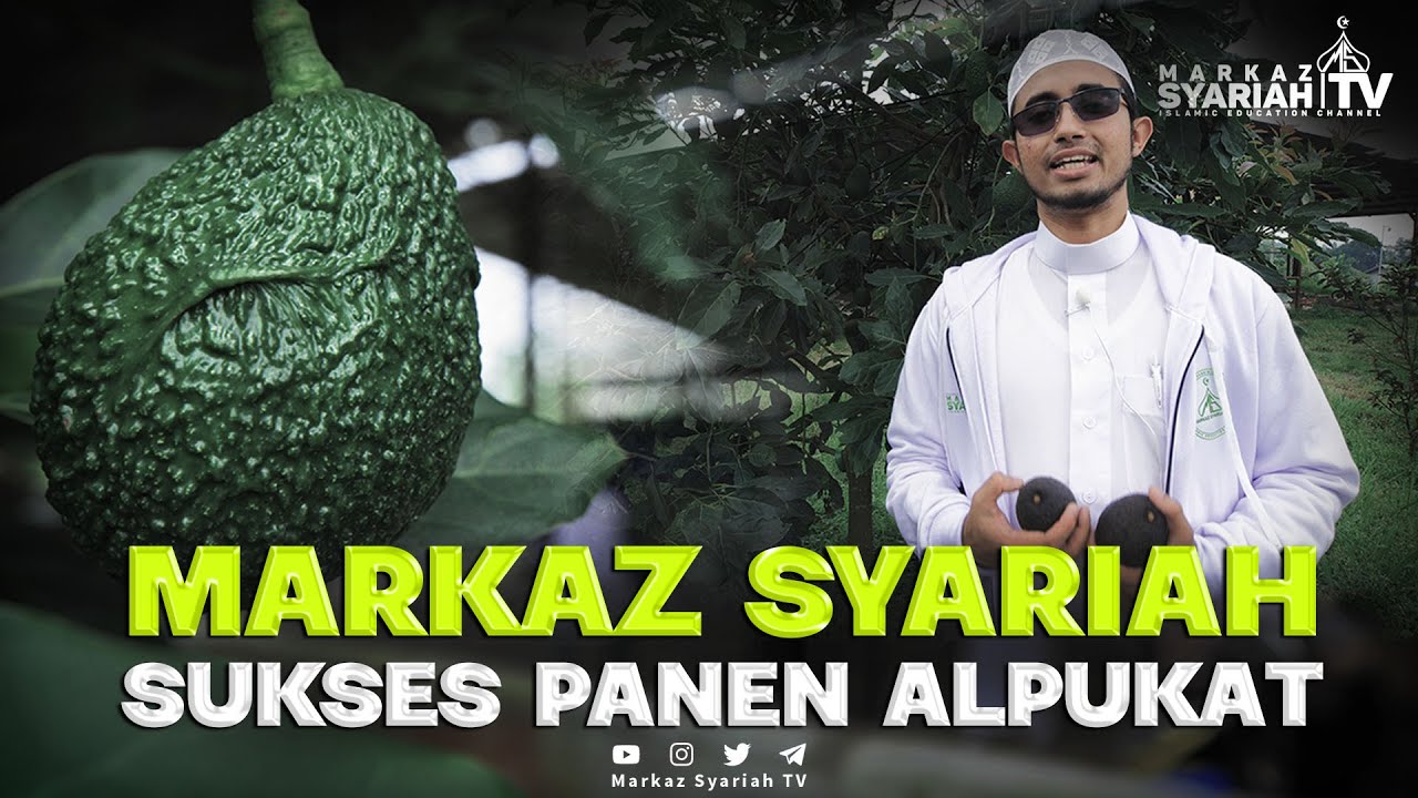 MARKAZ SYARIAH SUKSES PANEN ALPUKAT