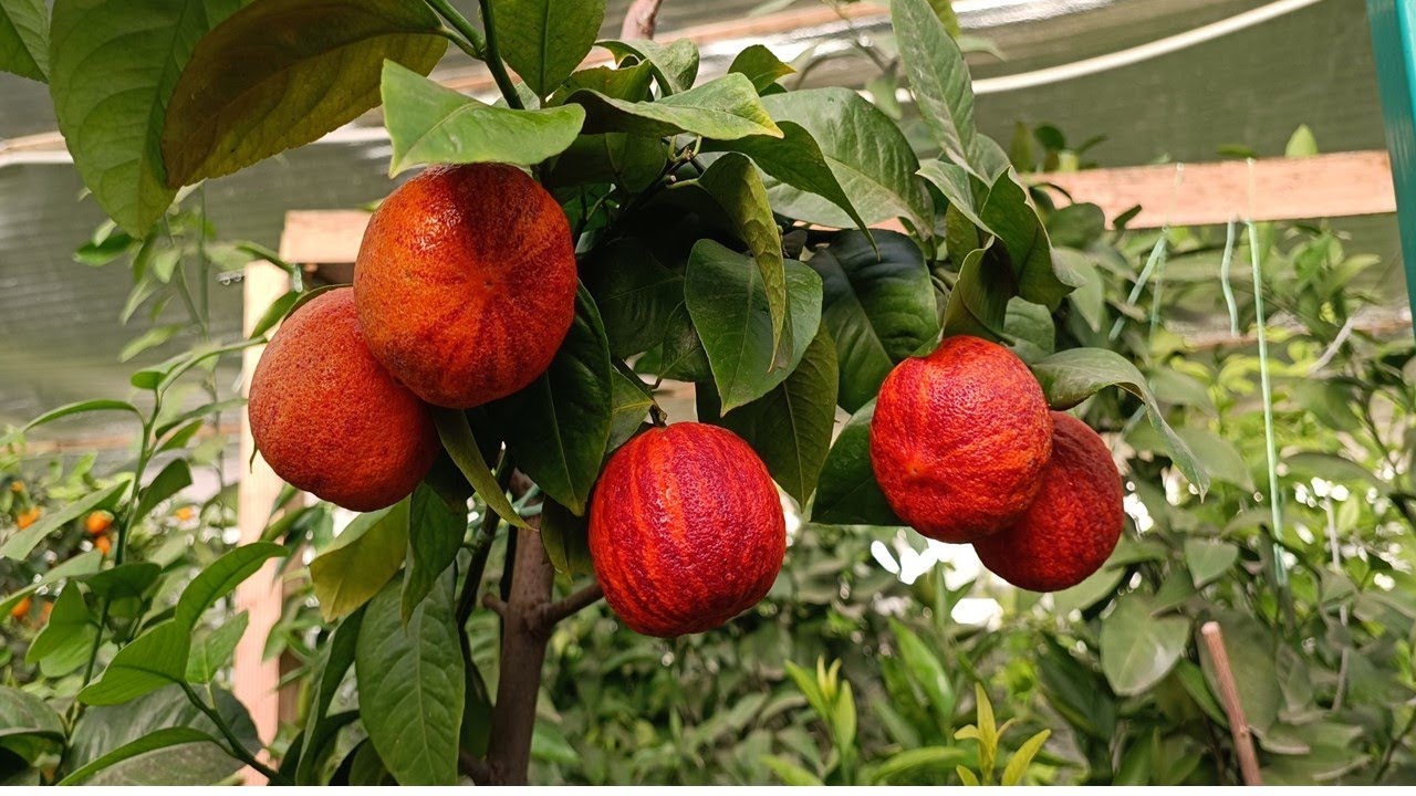 Лимон Аркобалено(Аркобал)(C. meyerii x c. sinensis 