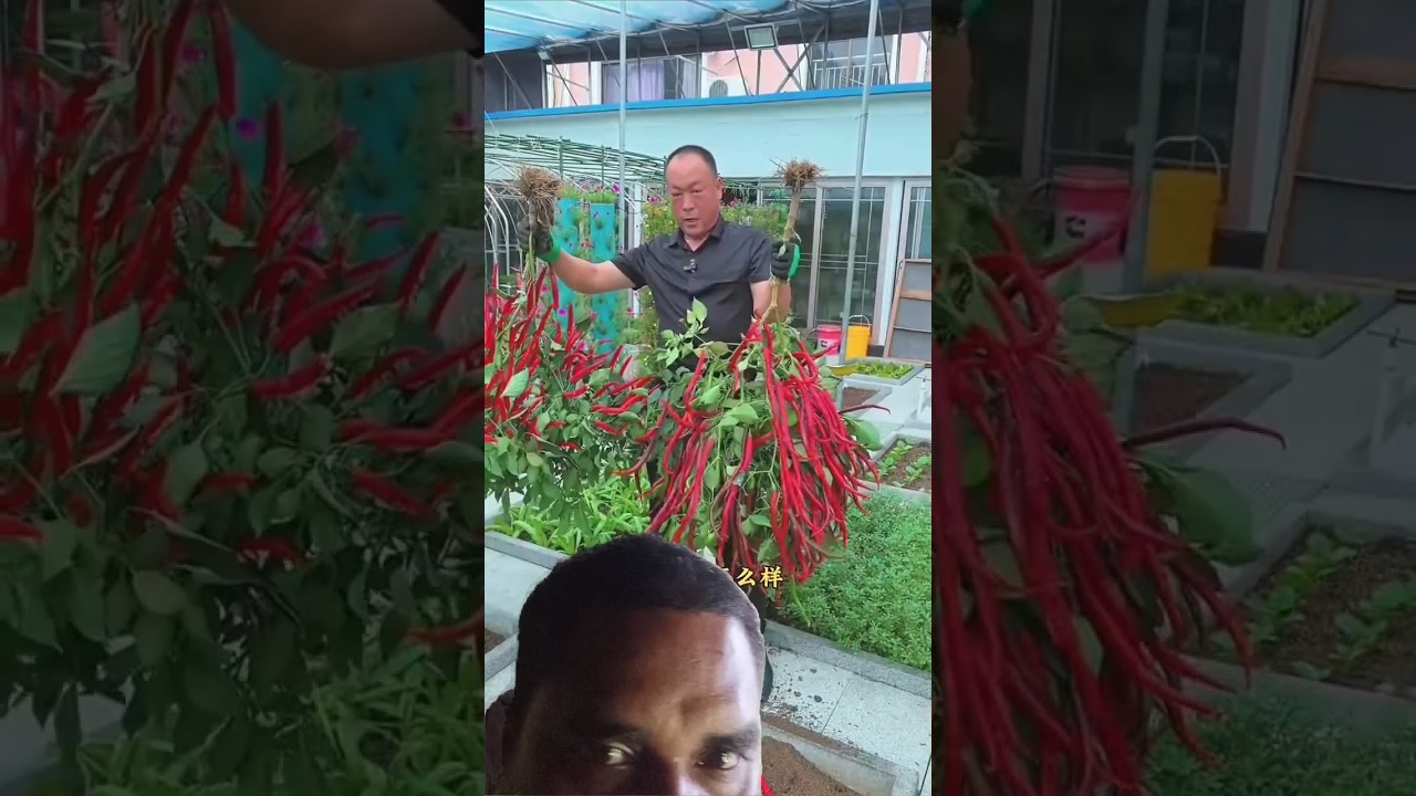 how long and red colour chilli #shorts #youtubeshorts