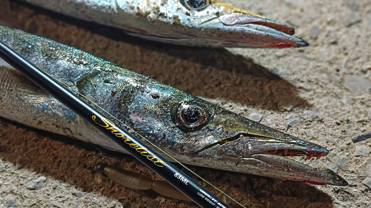 Ψάρεμα Λούτσων με το Pro Marine Shorelist 83ML 🐊 - Απανωτά strike και απελευθερώσεις!