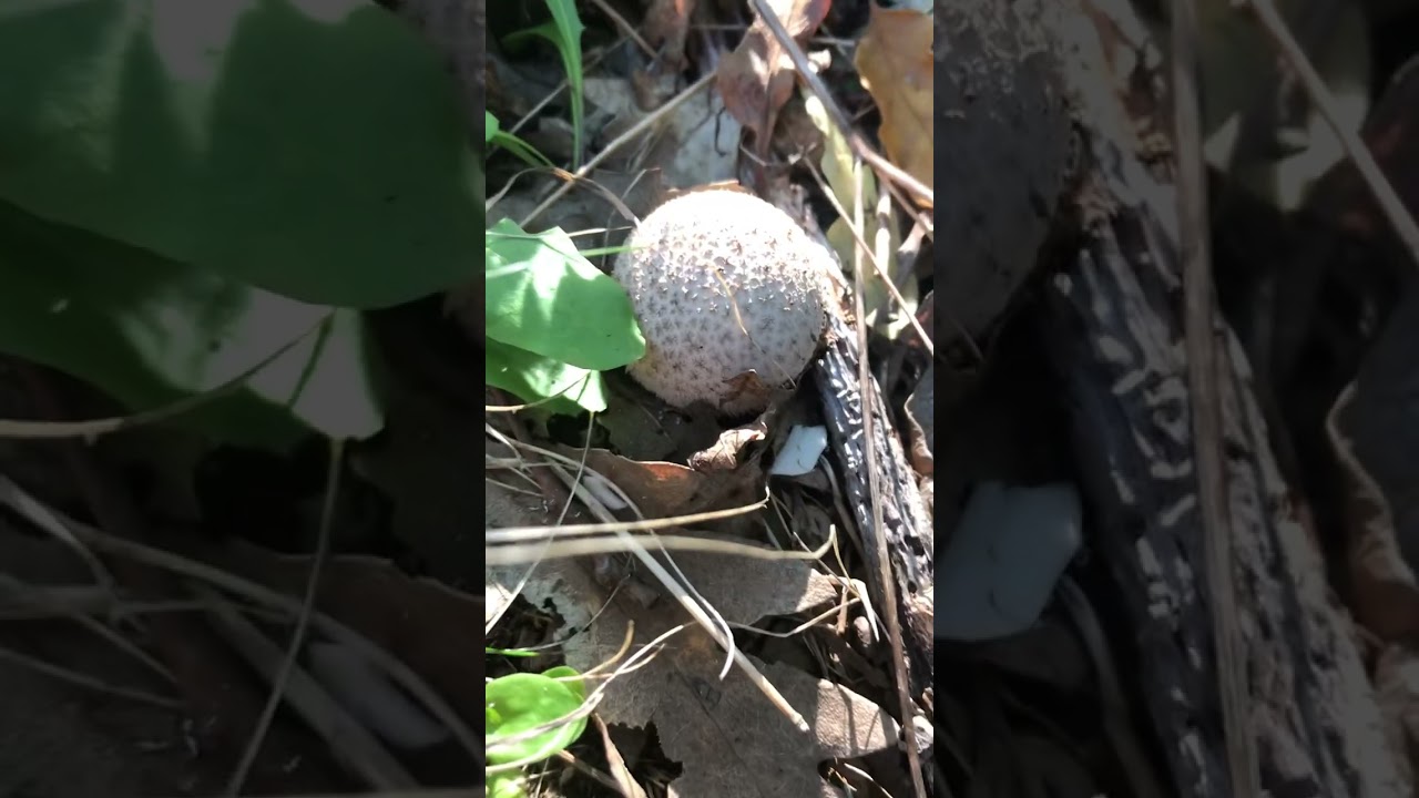Funghi Genere Lycoperdon, Bovista, Vascellum ecc.. o “vesce” Pillole Micologia Giacomo Jack Micologo