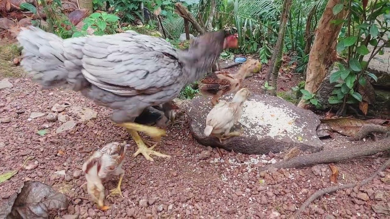 Cuteness Overload! 🐣 Mother Hen teaching her babies to eat & drink ❤️ #nature