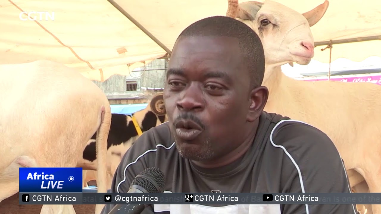 Sheep in demand as Senegalese Muslims gear up for Eid-al-Adha  festival