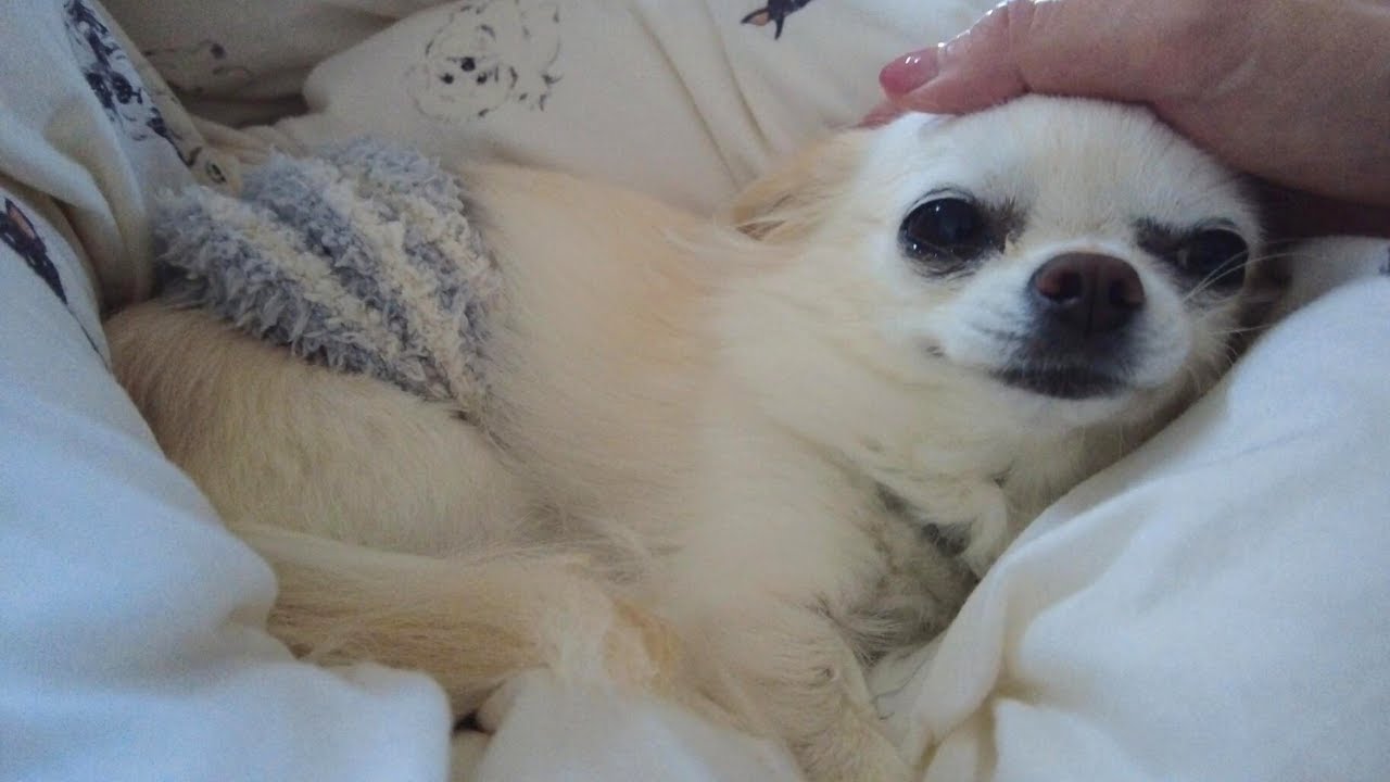 毎朝飼い主の布団に埋もれて目覚めるのが嬉しそうな箱入り娘チワワ