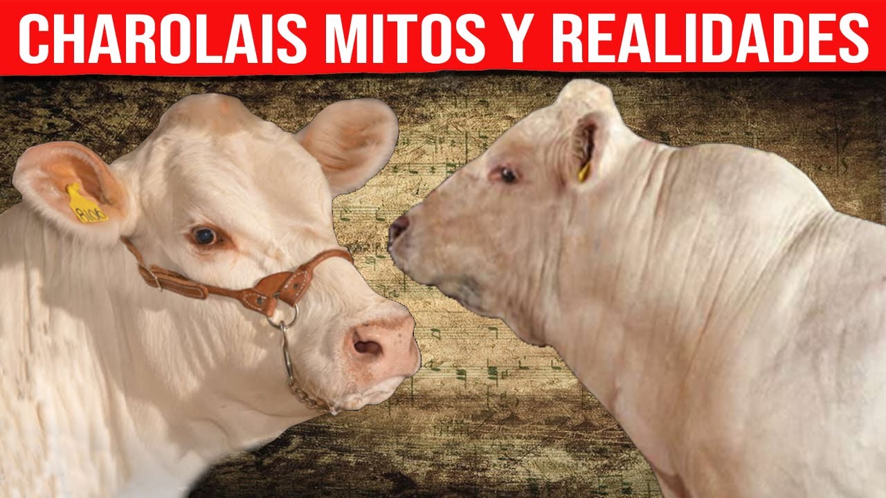 🔴 Mitos y Realidades Sobre La Raza CHAROLAIS  ✅ Descubre El Ganado De Engorde De Excelencia