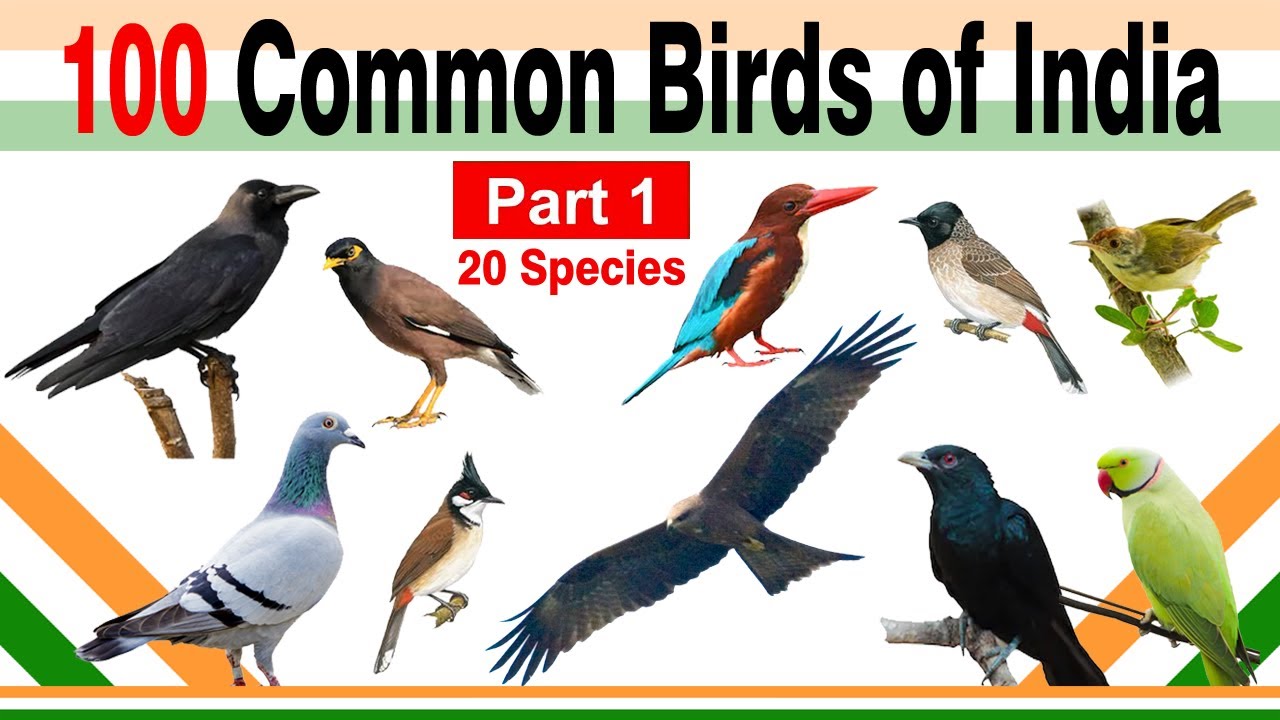 100 Common Birds of India (Part 1/5)