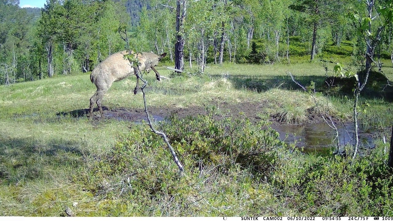 Dansende hjort, og livet i skogen p&aring; Rindalsskogen