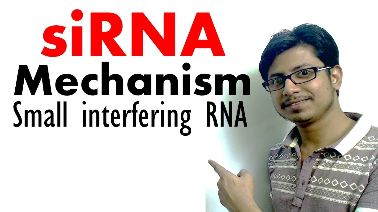 siRNA | Short interfering RNA mechanism of RNA interference