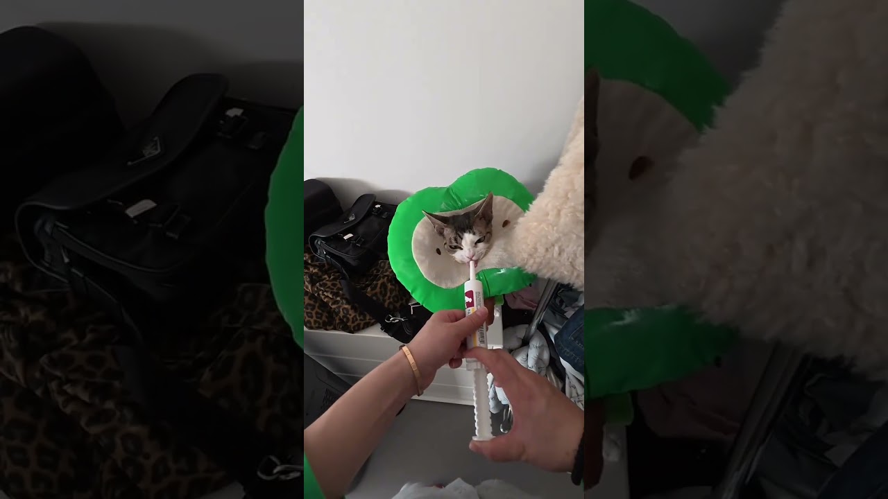 vlog.49 A Cat Owner s Complete Daily Record#Daily vlog#Cat owner#Cat Owner s Diary#Record