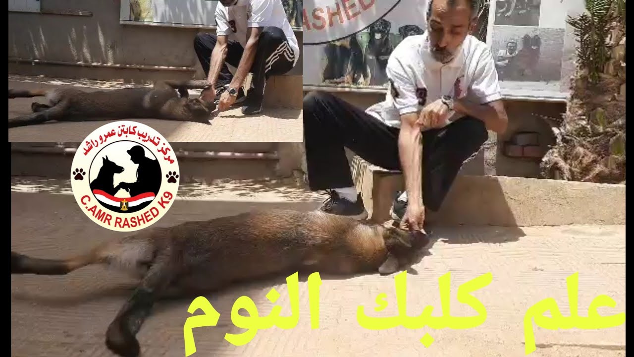 علم كلبك النوم - كابتن عمرو راشد - تدريب 22