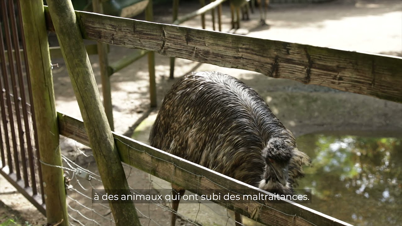 🤝 PARTENARIAT : Les enclos du refuge de l’Arche !
